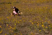 Death Valley's Rare Superbloom Transforms North America's Driest Landscape