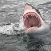 Diver's Horror Death: Eaten Whole by Great White Shark 'Size of a Submarine'