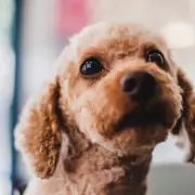 Dog Owner's Horror as Poodle Returns from Groomer Unrecognisable