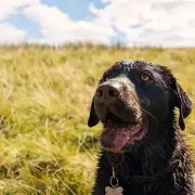 Dog Owners Warned of Life-Threatening Alabama Rot Disease Linked to Muddy Walks