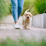 Dog Trainer Issues Warning: Avoid Dogs with Yellow Leads in Public Spaces