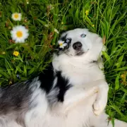 Dog Trainer Reveals 3 Breeds He Loves But Would Never Own Himself