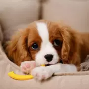 Dog Trainer Reveals Pre-Departure Step to Cure Canine Separation Anxiety