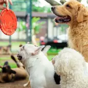 Dog Trainer Reveals Three Popular Breeds Prone to Behavioural Issues