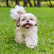 Dog's Heartwarming Reaction to First Garden After Years in Apartment