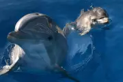Dolphins Use Baby Talk and Call Each Other by Name, Groundbreaking Research Reveals