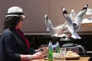 Drawing Eyes on Food Packaging Deters Seagulls from Stealing Your Lunch