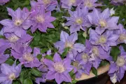 Dwarf Clematis Transform Urban Gardens with Compact Blooms