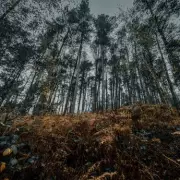 Eagle Owl Spotted Living Wild in UK Woodland for Three Years