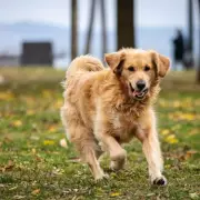 Easter Warning for Dog Owners: Hot Cross Buns Pose Toxic Danger to Pets