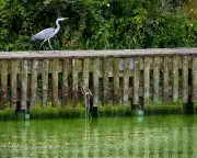 Eel Fisher Challenges Authorities Over Lough Neagh Pollution Crisis in Court
