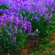 Eggshells Boost Lavender Growth: Natural Spring Feed for Healthier Plants