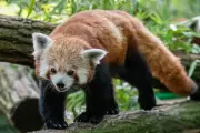 Endangered Species Swap: Komodo Dragons and Red Pandas Traded in Conservation Deal