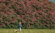 England's Largest Rhododendron Blooms Spectacularly After Surviving Dry Summer