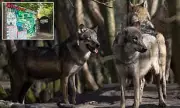 Entire Wolf Pack Euthanised at Kent Animal Park Following Severe Aggression