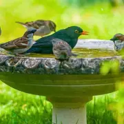 Essential Winter Birdbath Cleaning to Protect Spring Wildlife