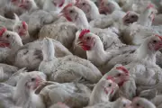 Europe's First Human Case of H9N2 Bird Flu Detected in Italy