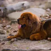 Expert Dog Trainer Names Three Breeds He Would Not Recommend for Families