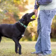 Expert Dog Trainer Reveals Three Most Challenging Breeds to Train