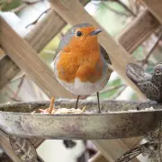 Expert Tips: Position Bird Feeders Near Cover and Windows for Safety