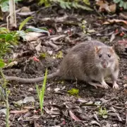 Experts Reveal the Single Most Effective Way to Deter Rats and Mice This Spring