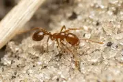 Fire Ant Invasion Threatens Ancient Australian Rainforest, Economy at Risk