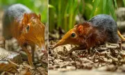 First UK Birth of Rare Black and Rufous Elephant Shrews at Hertfordshire Zoo