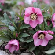 Five Essential Plants to Add to Your Garden Before April for Wildlife