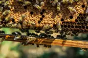 Forever Chemicals Found in Honeybees Threaten Food Security and Human Health