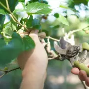 Four Garden Plants to Avoid Pruning in March to Ensure Summer Blooms