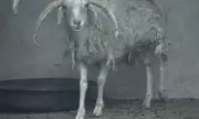 Four-Horned Sheep Becomes Viral Sensation at Remote Chinese Zoo