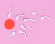 Frequent Ejaculation May Boost Male Fertility, Study Challenges Abstinence Guidelines