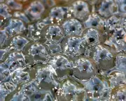 Frogspawn Returns to Pond Built with Father, Sparking Joy and Conservation Hope