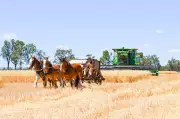 Fuel Crisis Grips Regional Australia: Could Horse-Drawn Harvesters Return?