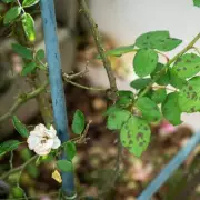 Gardener Reveals Natural Black Spot Prevention for Roses Using Salvia