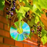 Gardeners Advised to Hang Old CDs to Protect Spring Plants from Birds