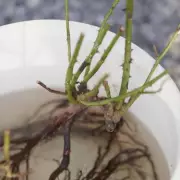 Gardeners Urged to Plant Bare-Root Roses Now for Summer Blooms