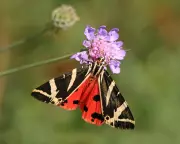 Gardeners Urged to Protect Caterpillars as UK Moth Numbers Plummet