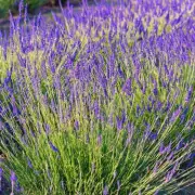 Gardeners Urged to Prune Lavender Before March Ends for Abundant Blooms
