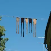 Gardeners Urged to Repurpose Old Tights for Outdoor Tasks This March