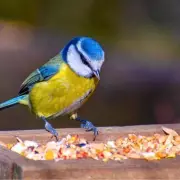 Gardeners Urged to Use Crushed Eggshells for Birds This March