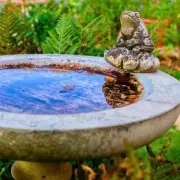 Gardeners Urged to Use White Vinegar for Birdbath Cleaning This Spring