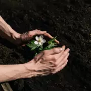 Gardening Expert Reveals Perfect Spring Plant for Months of Summer Blooms