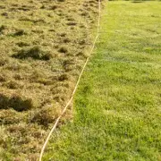 Gardening Expert Warns: Don't Mow Your Lawn in March Without This Quick Test