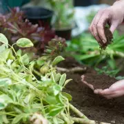 Gardening Experts Warn to Remove Box Hedges Ahead of Caterpillar Invasion