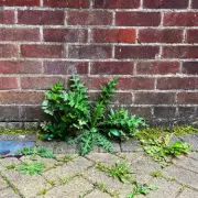 Gardening Hack: Boiling Water Declared 'Only Effective' Permanent Weed Killer