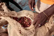 Ghana Cocoa Crisis Deepens as Farmers Remain Unpaid Despite $337 Million Release