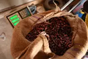 Ghana's Cocoa Crisis Deepens as Buyers Can't Afford Beans Despite Price Cut