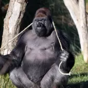 Gorilla's Great Escape: Kumbuka's Blackcurrant Binge at London Zoo