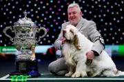 Green Party Dog Licence Policy Sparks Tory Backlash Amid Crufts Controversy
